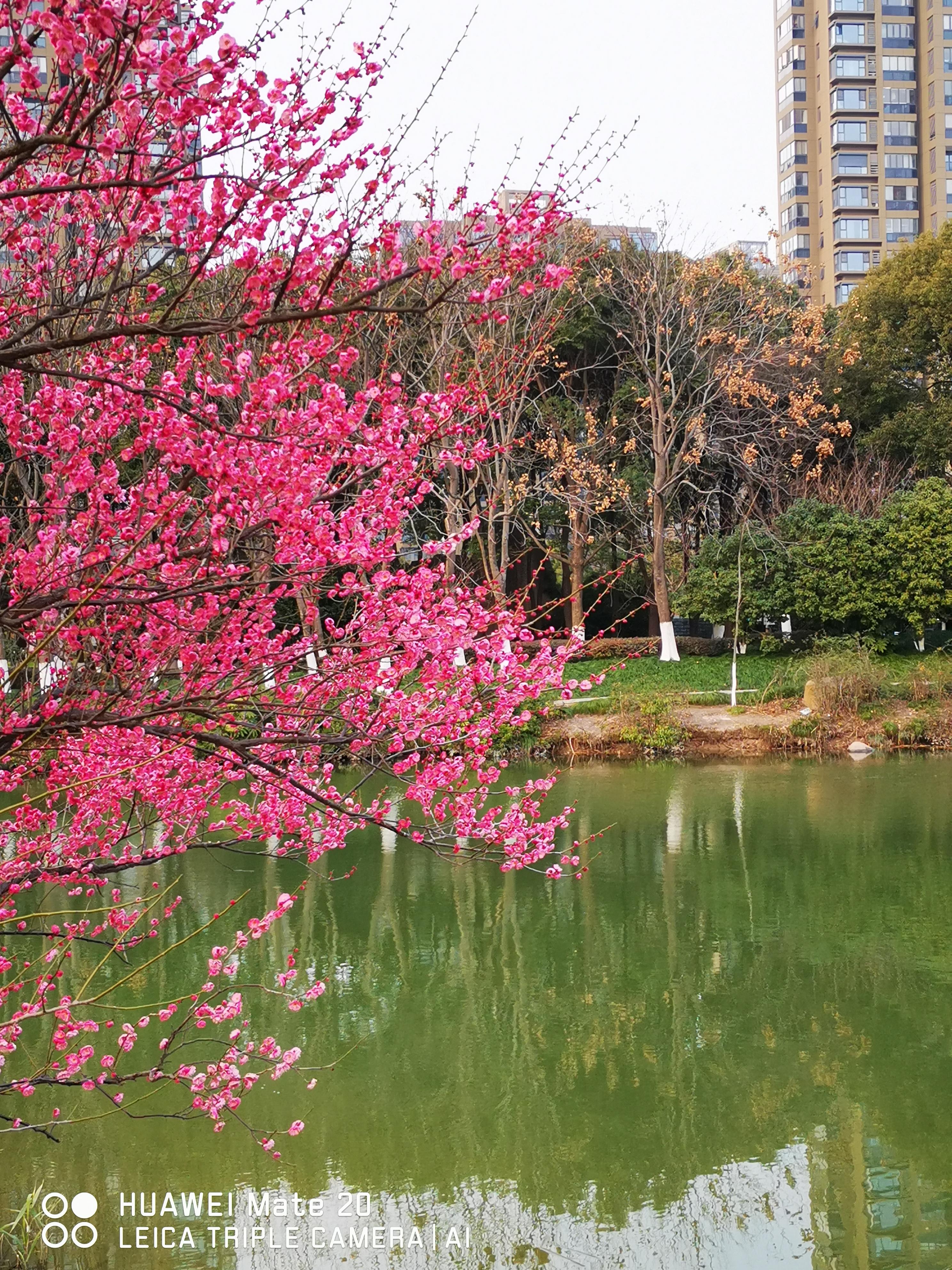 哑婆婆武功多高